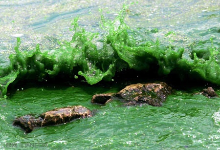 螺旋藻的功效与作用及食用方法 螺旋藻含及高的营养价值