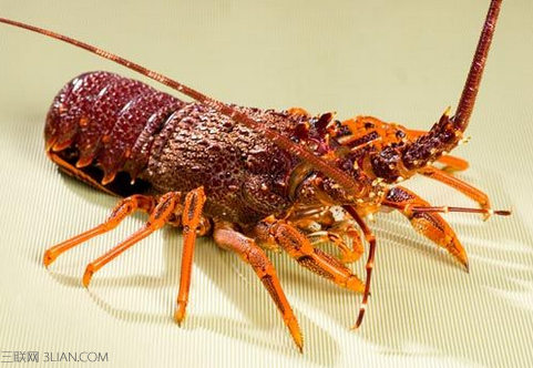 食用澳洲龙虾的注意事项      