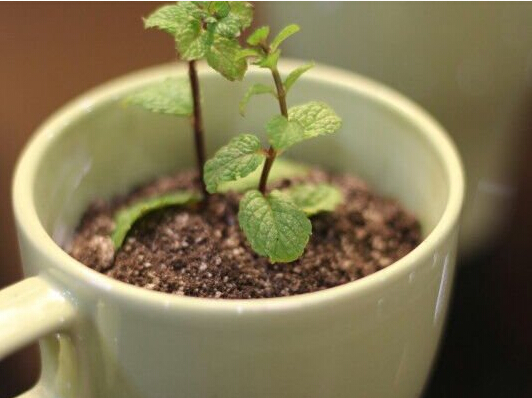 饮品——盆栽奶茶