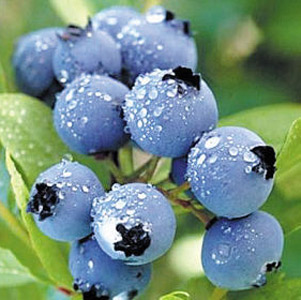 【蓝莓怎么吃】蓝莓的功效与作用_蓝莓的营养价值