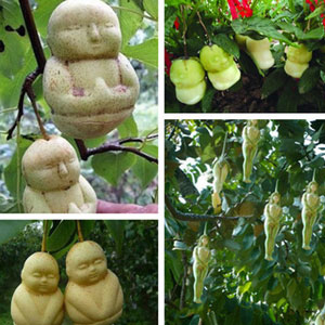 中 人参果树的果实是娃娃形态的 人参果,现实中的 人参果树生长出来的