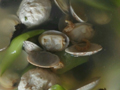 肉丸丝瓜蛤蜊汤的做法