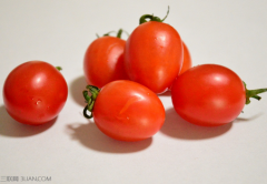 圣女果和西红柿的区别