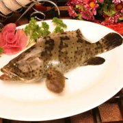 【红烧石斑鱼的做法】吃红烧石斑鱼的好处_红烧石斑鱼吃多了好吗