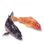 【淡水石斑鱼价格】淡水石斑鱼长什么样_淡水石斑鱼的营养价值