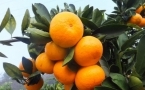 橘子能不能空腹吃