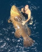美国男子300磅重石斑鱼合影留念后放生