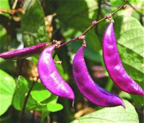 【紫扁豆的做法大全】紫扁豆怎么做好吃_紫扁豆的营养价值