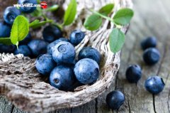蓝莓的功效与作用及营养价值有哪些?
