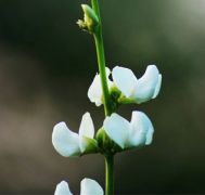 【白扁豆花】白扁豆花的做法大全_白扁豆花的营养价值