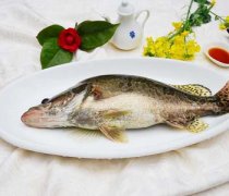 【臭桂鱼】臭桂鱼的腌制方法_臭桂鱼的营养价值