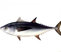 【金枪鱼的营养价值】金枪鱼的做法_金枪鱼三明治