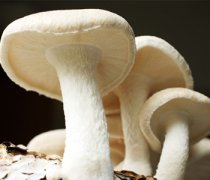【蘑菇的做法大全】蘑菇怎么做好吃