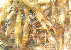 罗氏沼虾的营养价值