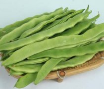 【小扁豆的功效与作用】小扁豆的营养价值_小扁豆的饮食禁忌