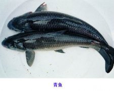 青鱼和草鱼的区别图