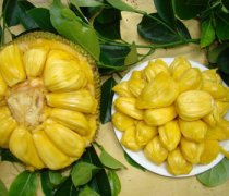 【菠萝蜜怎么吃】菠萝蜜的营养价值_菠萝蜜的吃法