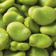 【蚕豆的营养价值】蚕豆的营养价值_蚕豆的做法