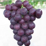 【提子和葡萄的区别】提子的功效与作用_提子的营养价值