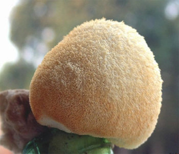 猴头菇能治胃病吗猴头菇怎么吃猴头菇多少钱一斤