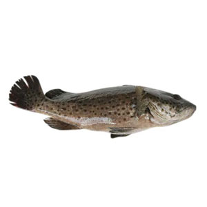 【青石斑鱼价格】青石斑鱼的做法_青石斑鱼的营养价值